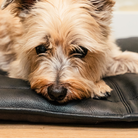 Close up detail of Le Dog Company leather dog mat showcasing the high quality leather.