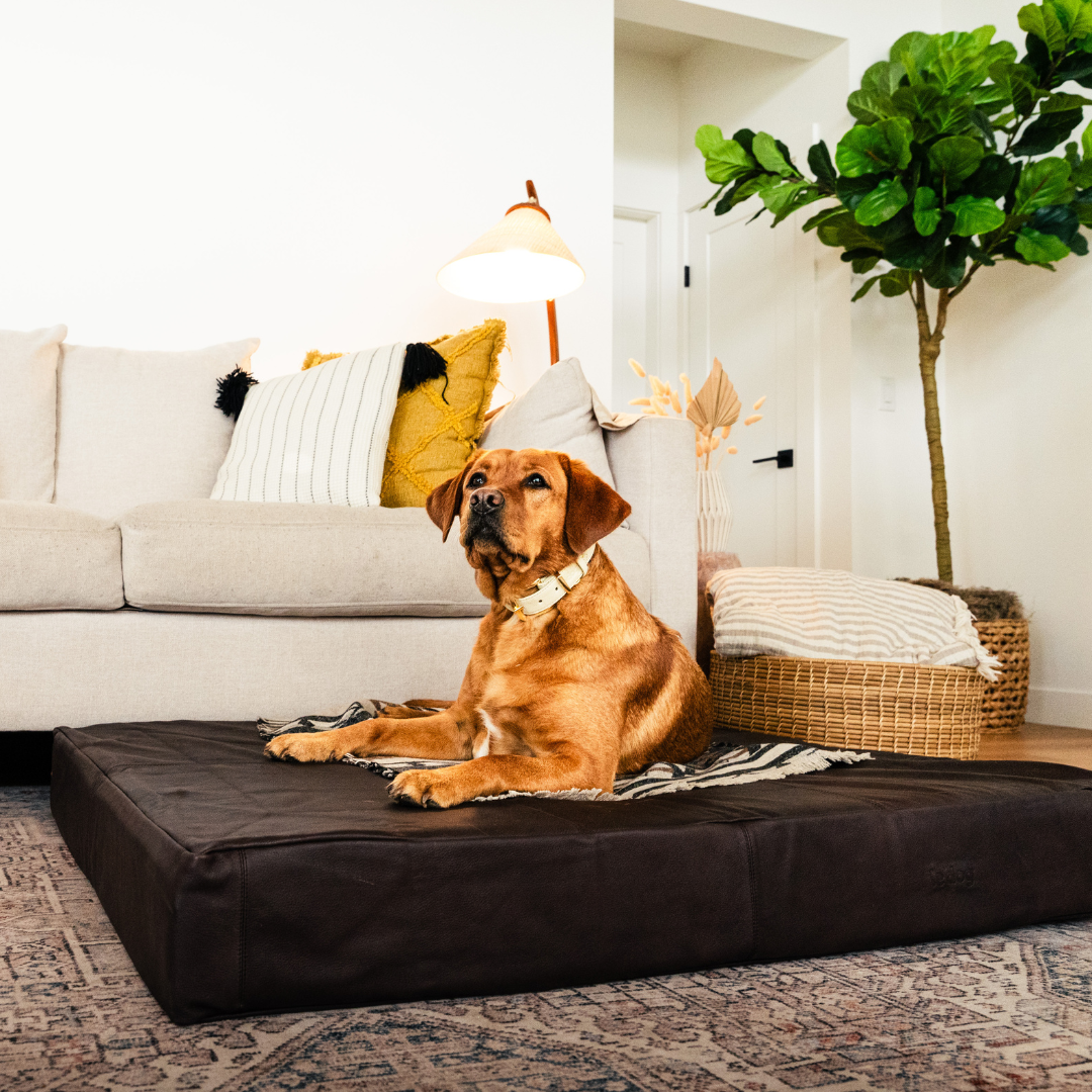 Large leather dog bed online