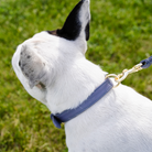 Skinny Leather Leash Hardware Close Up | Le Dog Company