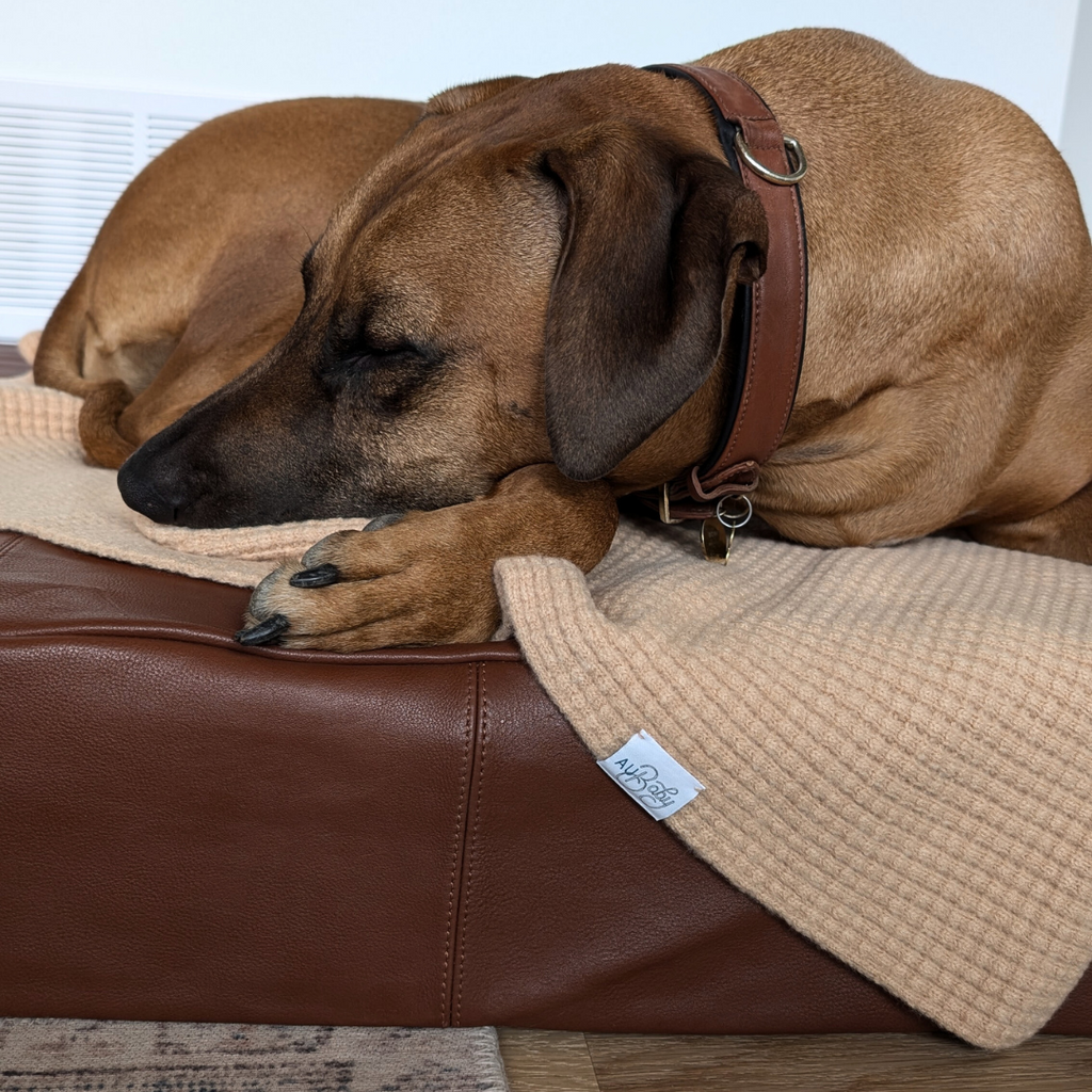 The most functional and stylish dog blanket ever made