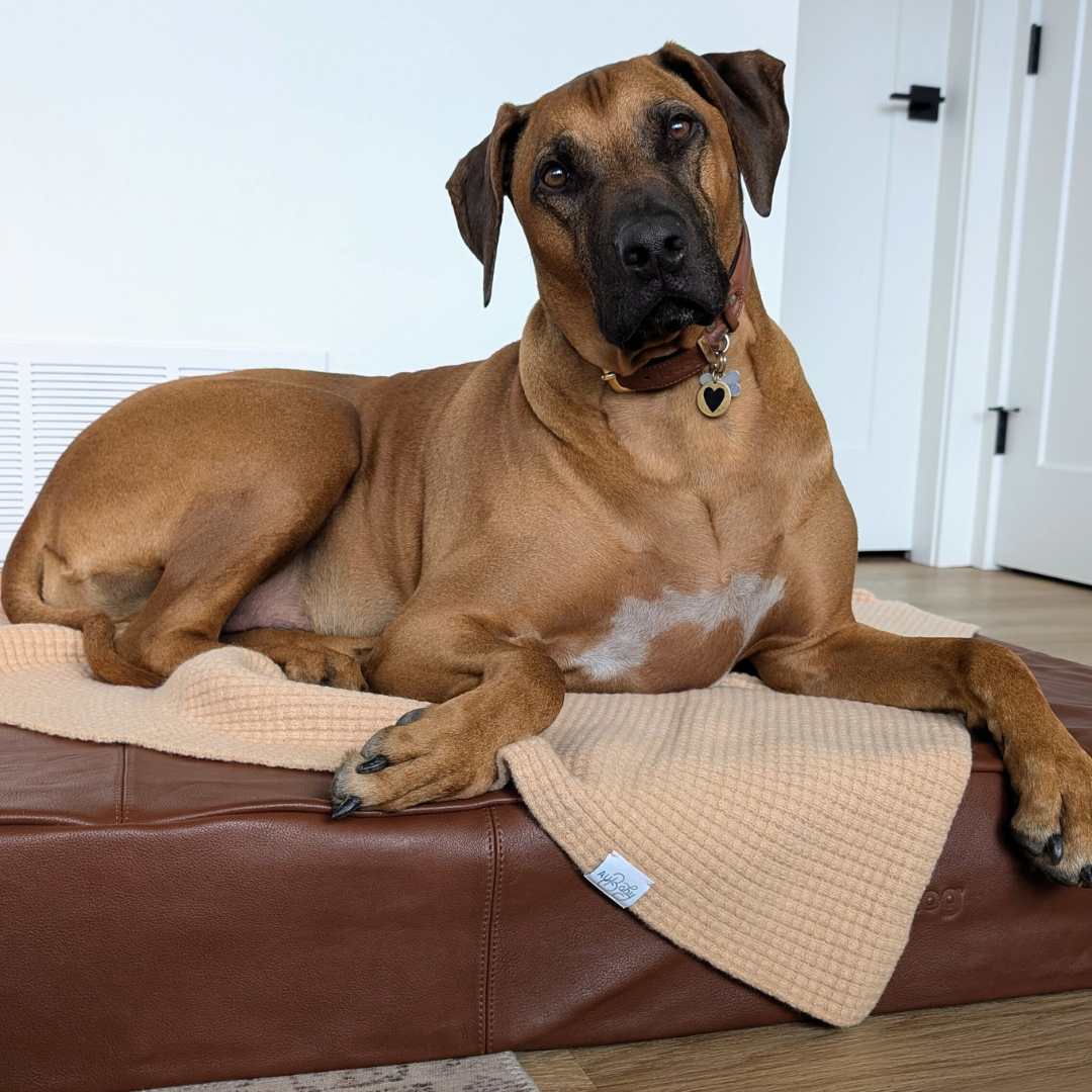 Luxury dog blanket with Rhodesian Ridgeback