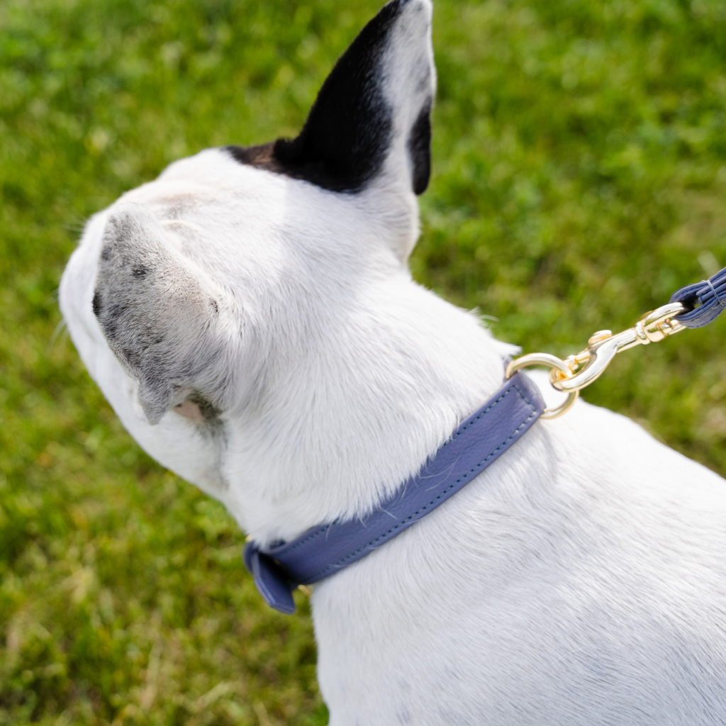 French bulldog wearing a skinny leather leash in slate grey with all brass gold plated hardware