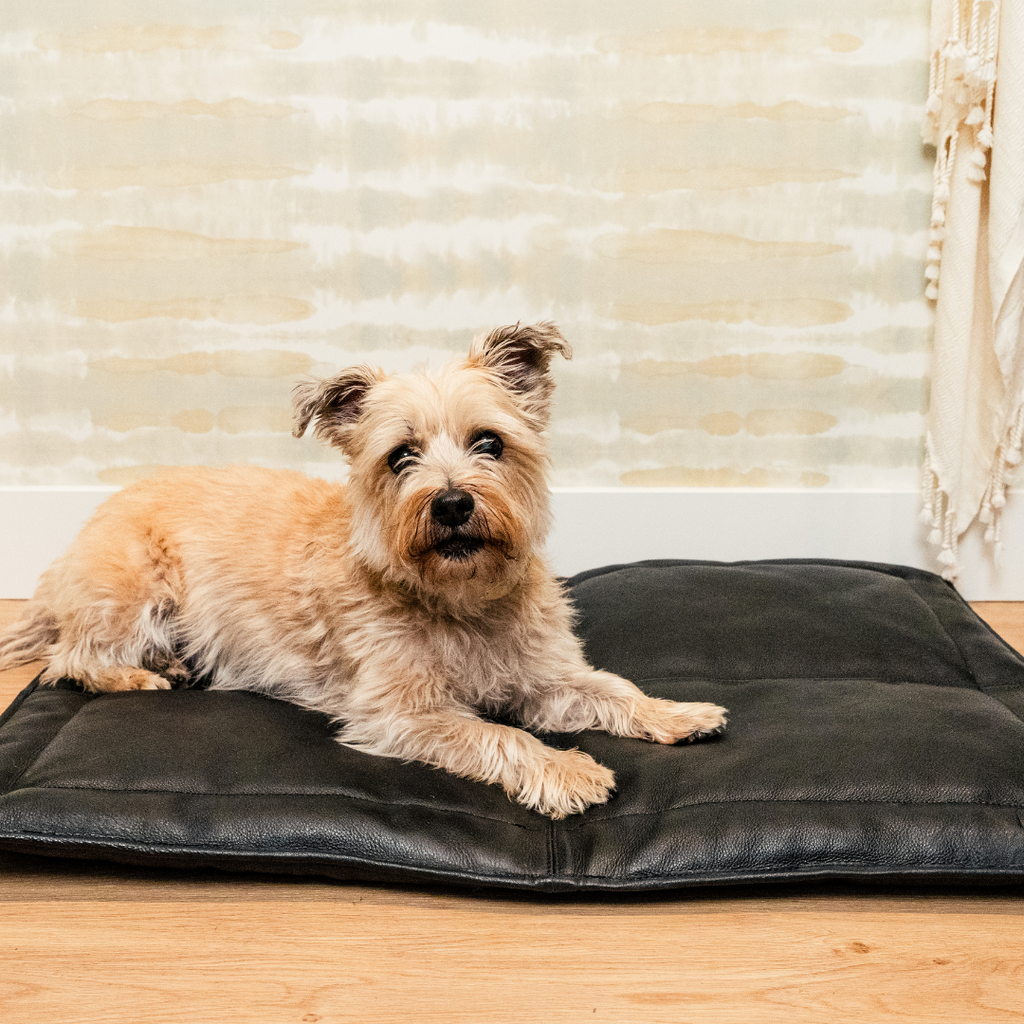 Le Dog Company leather dog mat with a terrier in a modern living room.