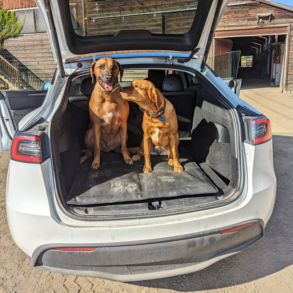 Two cute dogs in a the back a tesla showcasing their Le Mat leather dog bed by Le Dog Company. 