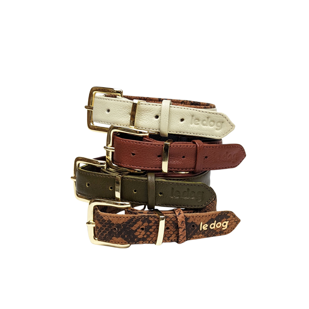 Stylish leather collars in four colours with all brass hardware for medium to large breeds
