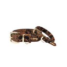 Python padded leather collar with brass hardware small and medium breeds 