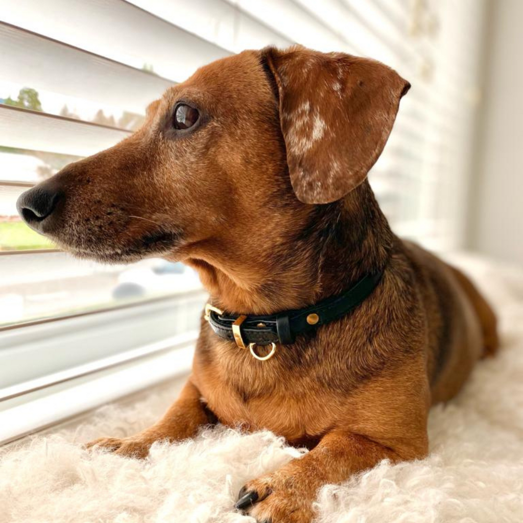 Dachshund wearing a modern skinny leather collar in black leather with gold hardware