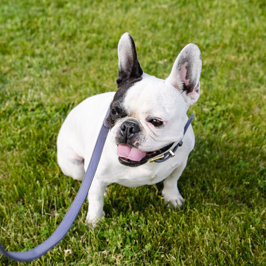 French Bulldog wearing a skinny Leather Leash in Slate Grey with gold hardware