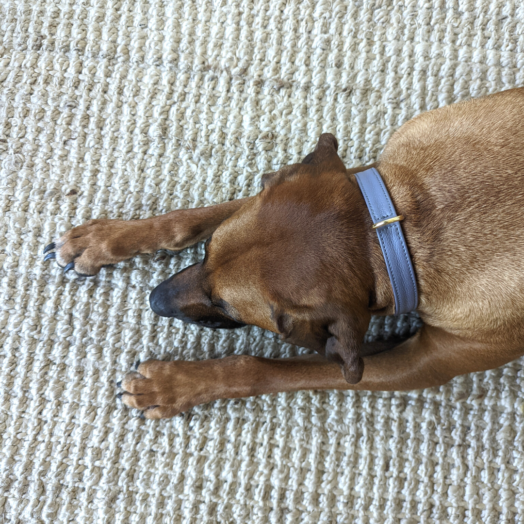 Rhodesian Ridgeback wearing a modern skinny leather collar in slate grey 