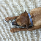 Rhodesian Ridgeback wearing a modern skinny leather collar in slate grey 
