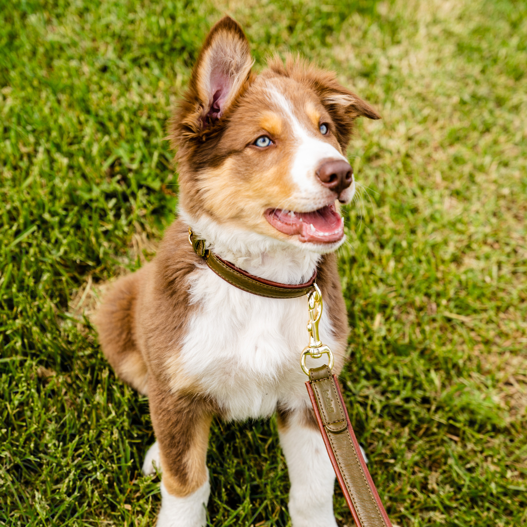 Le Dog Padded Leash in Grass and Cognac