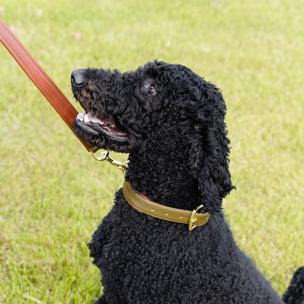 Le Dog Padded Leash in Grass and Cognac