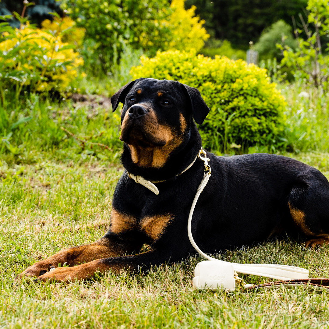 Le Dog Leather poop bag holder | Le Walk System