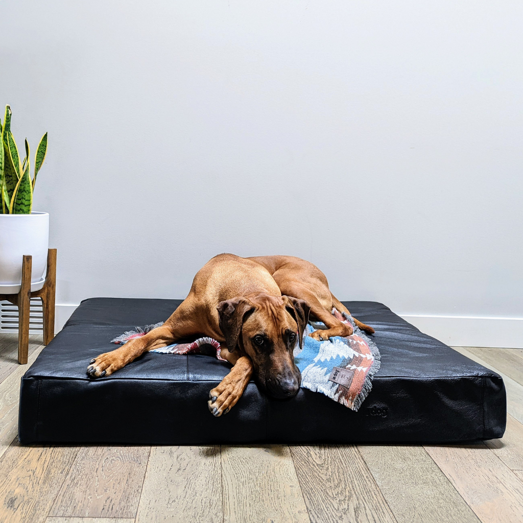 Le Bed Black Large Lifestyle | Le Dog Company