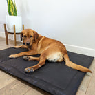 Image of a Labrador lying on a Le Dog Company leather mat that  is easy to clean and stylish for your home.
