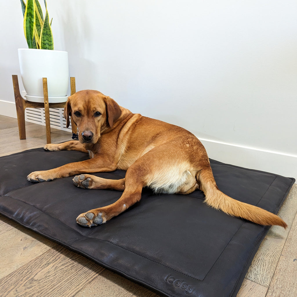 Image of a Labrador lying on a Le Dog Company leather mat that  is easy to clean and stylish for your home.